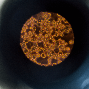 IESB - Biomedicina Multi Experiência
